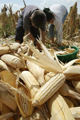 Foto de archivo de campesinos recolectando mazorcas de maíz para desgranarlas en una maquina industrial. EFE/Roberto Escobar