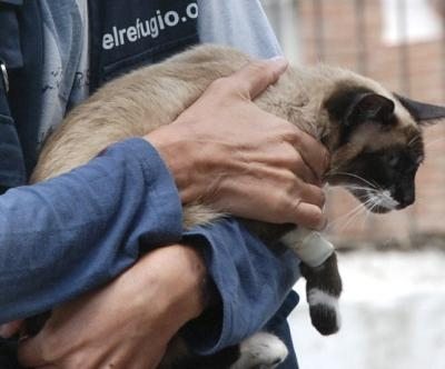 Una gata siamesa, recogida por la institución El Refugio, a la que disparó un cazador, al que se le abrió un procedimiento penal por un delito de maltrato animal.