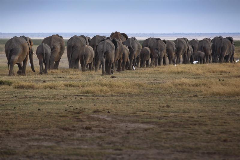 AMBOSELI (KENIA). 09/10/2013.- Una manada de elefantes avanzan en el amanecer de hoy, en el parque nacional Amboseli, al sur de Kenia