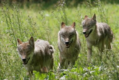 LOBOS.- Imagen de una manada de lobos. EFE/UWE ZUCCHI