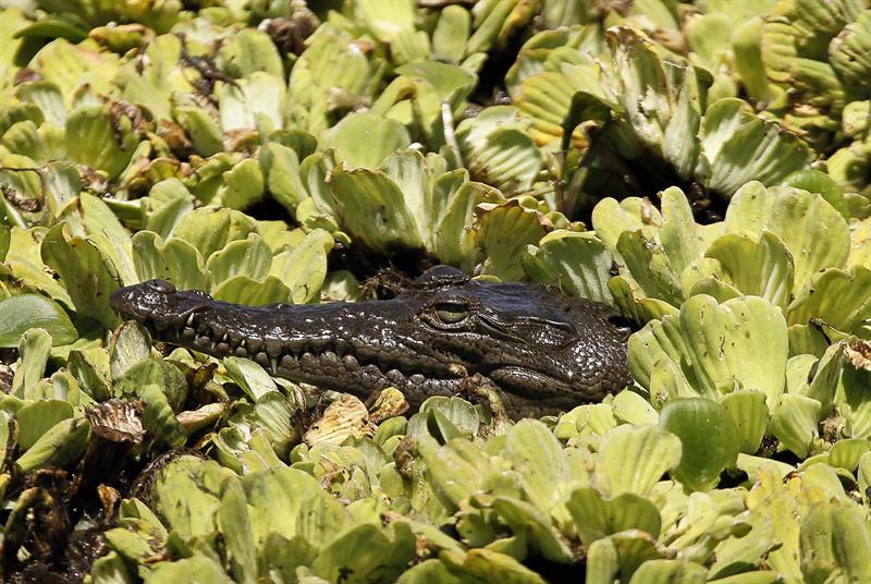 GUANACASTE (COSTA RICA), 18/03/2014.- Un lagarto nada este 10 de marzo del 2014 en un manglar del Parque Nacional Palo Verde, en el municipio de Guanacaste (Costa Rica). Expertos ambientales expresaron hoy, martes 18 de marzo de 2014, en el marco de un foro internacional celebrado en Costa Rica, la necesidad de buscar las soluciones más eficientes e innovadoras para mantener las áreas silvestres protegidas: "un insumo que escasea" en la región mesoamericana. EFE/Jeffrey Arguedas