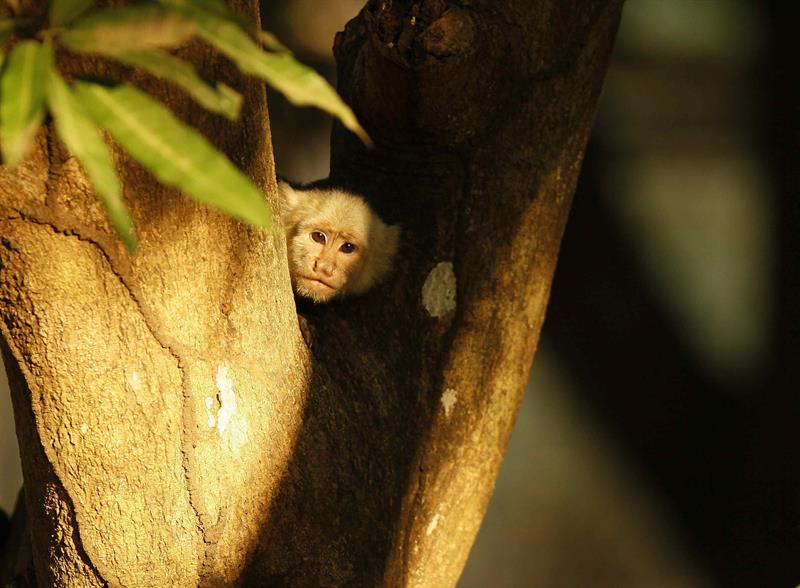 GUANACASTE (COSTA RICA), 18/03/2014.- Un mico se asoma entre un árbol este 10 de marzo del 2014 en el Parque Nacional Palo Verde, en el municipio de Guanacaste (Costa Rica). Expertos ambientales expresaron hoy, martes 18 de marzo de 2014, en el marco de un foro internacional celebrado en Costa Rica, la necesidad de buscar las soluciones más eficientes e innovadoras para mantener las áreas silvestres protegidas: "un insumo que escasea" en la región mesoamericana. EFE/Jeffrey Arguedas