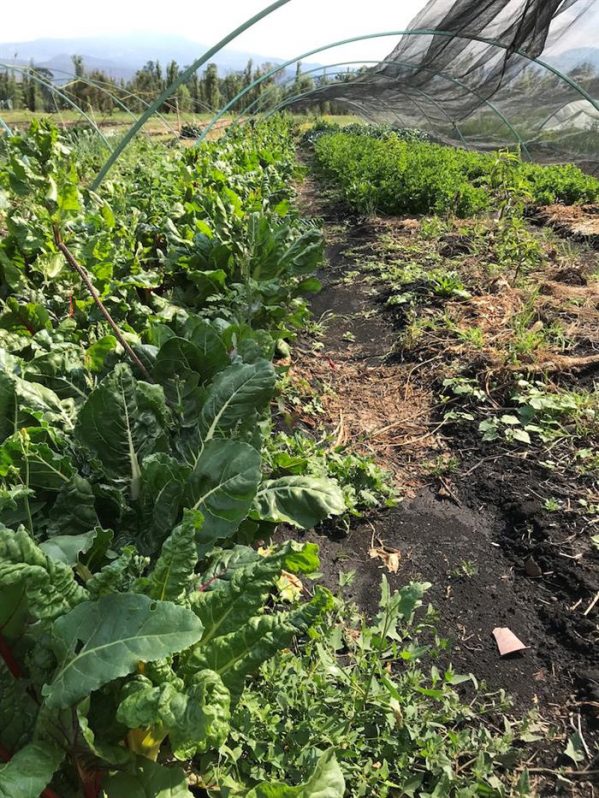 cultivo de hortalizas tradicional mexico