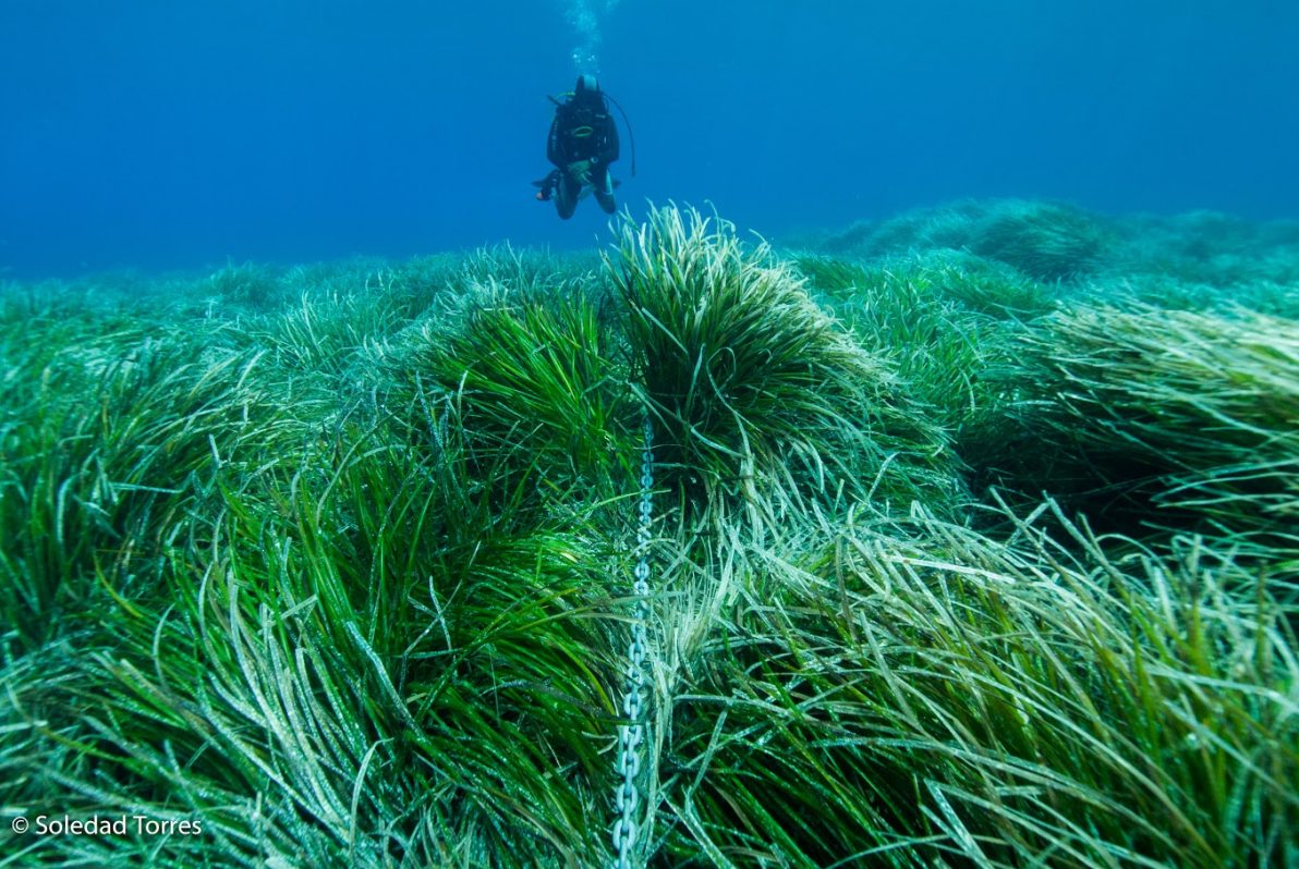 Foto archivo de 2016 Cala Es Vedra.- EFE/Foto cedida por organización ecologista GEN-GOB de Ibiza