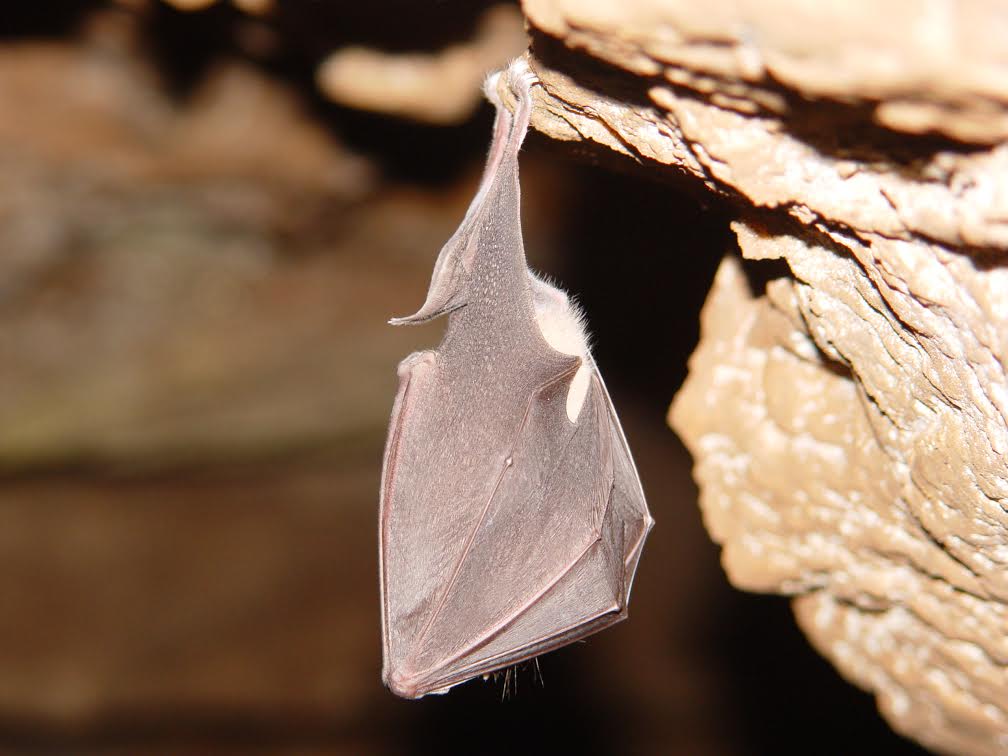 MURCIÉLAGOS.- 7-4-2004.- Fotografía de un ejemplar de murciélago de la especie Rhinolophus ferrumequinum.- EFE/Oscar de Paz