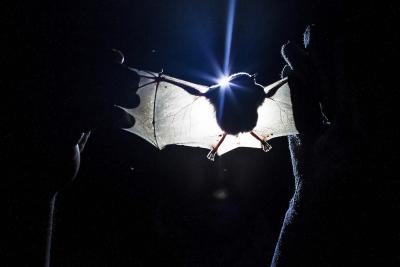 GUARAQUEÇABA (PARANÁ, BRASIL).- Foto de archivo del biólogo Fernando Carvalho sostiene un murciélago en la Reserva Natural Salto Morato, en Guaraqueçaba, costa del estado de Paraná (Brasil). EFE/ Antonio Lacerda.