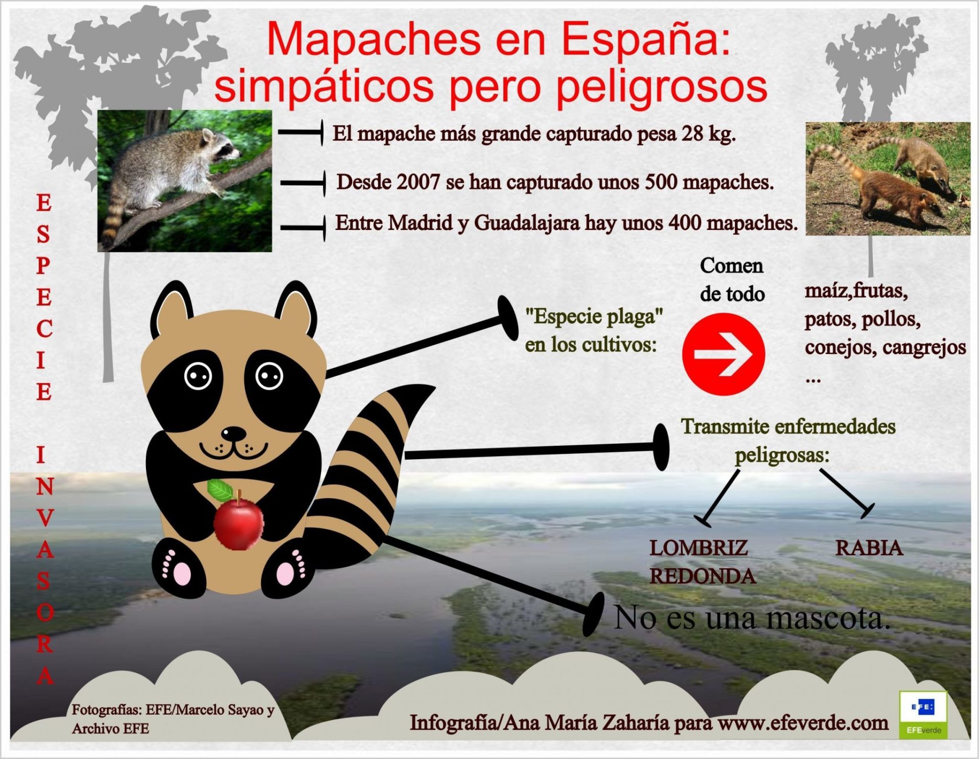 Mapaches. Infografía de Ana María Zaharia para EFEverde. Pincha para ampliar la imagen.