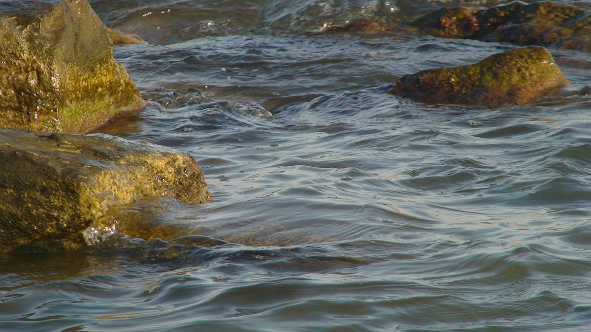 La Comisión Especial del Mar Menor del Parlamento murciano ha aprobado constituir, con los votos del PSOE, Podemos y Ciudadanos, una ponencia para redactar una Ley de protección del Mar Menor.