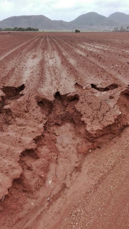 Además de ignorancia provocan que el suelo no sólo se pierda si no que se convierta en un elemento contaminante más de las aguas del Mar Menor.