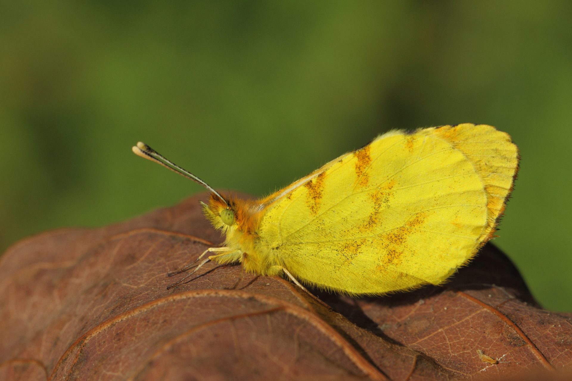 mariposas 