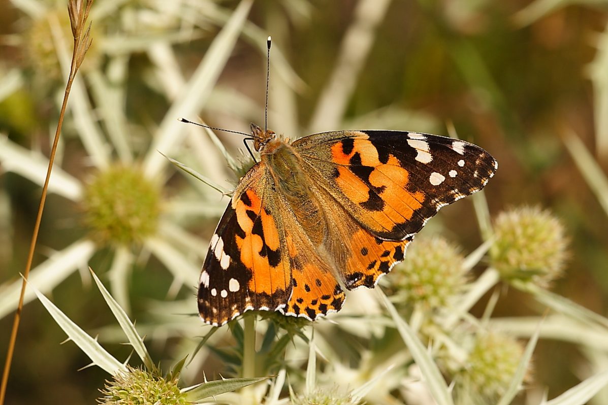Mariposa de los cardos Vanessa cardui Foto Fundacion Migres