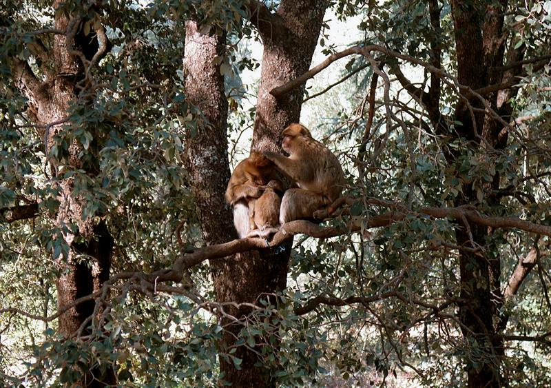 Dos macacos de Berbería en las ramas de un cedro en el Atlas marroquí. 