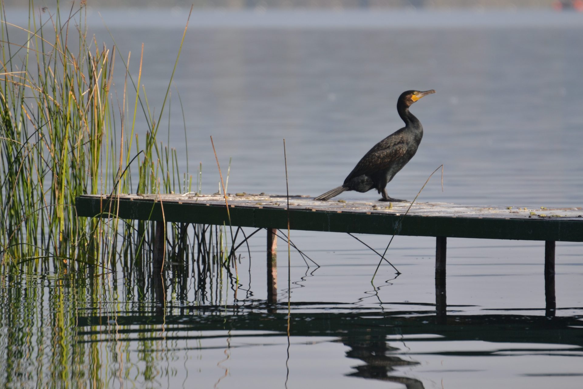 Ejemplar de cormorán en un embarcadero en el Lago de Banyoles, en Gerona. FOTO: Raúl Casado/EFE