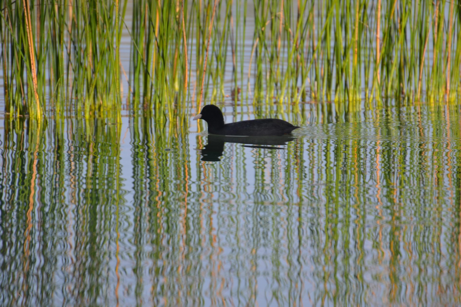 Ejemplar de Focha común en el lago de Banyoles (Girona). FOTO: Raúl Casado/EFE