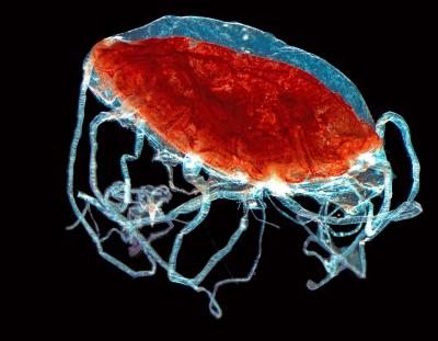 Ejemplar de medusa que habita en aguas canarias