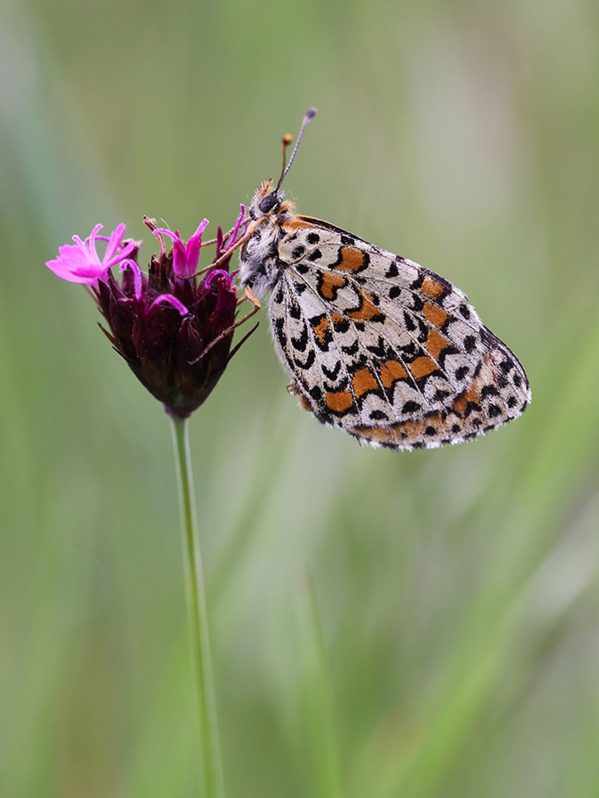 Melitaea_trivia-CREAF-UAB