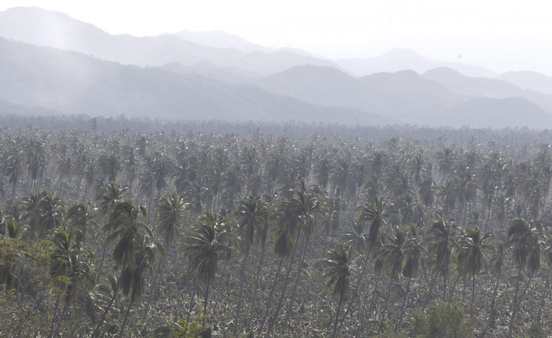 Daños en las plantaciones de plátano y palmeras de coco en Jalisco, al pie de las montañas.