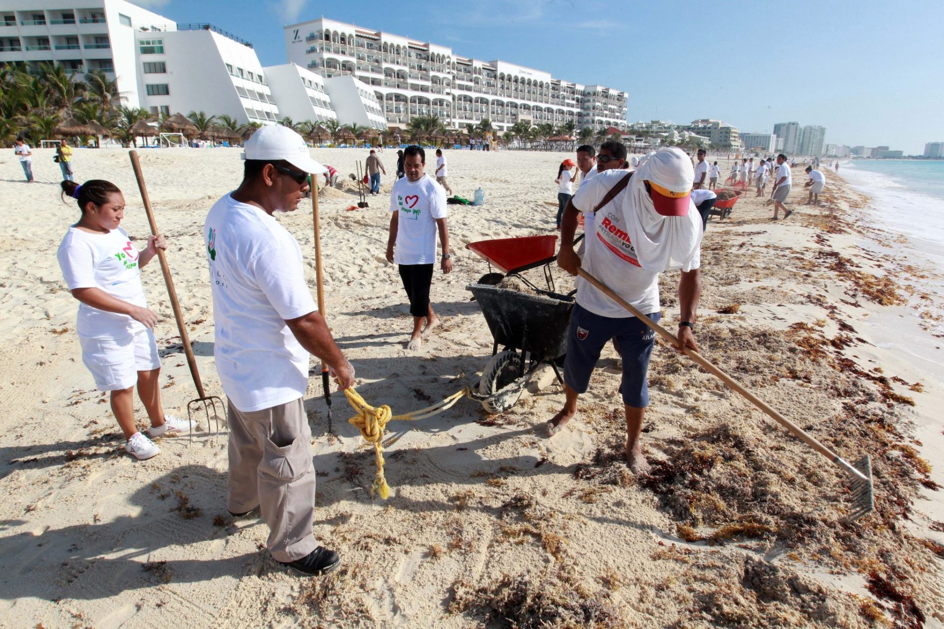 Trabajadores hoteleros limpian las playas de sargazo.