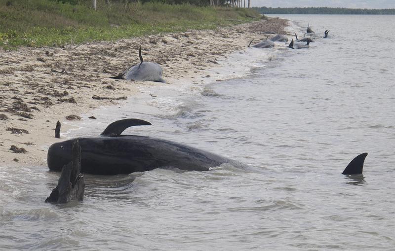 Foto cedida por el Servicio de Parques Nacionales de Estados Unidos el 4 de diciembre de 2013, de ballenas varadas cerca a la costa del Parque Nacional Everglades, en Florida (EE.UU.).
