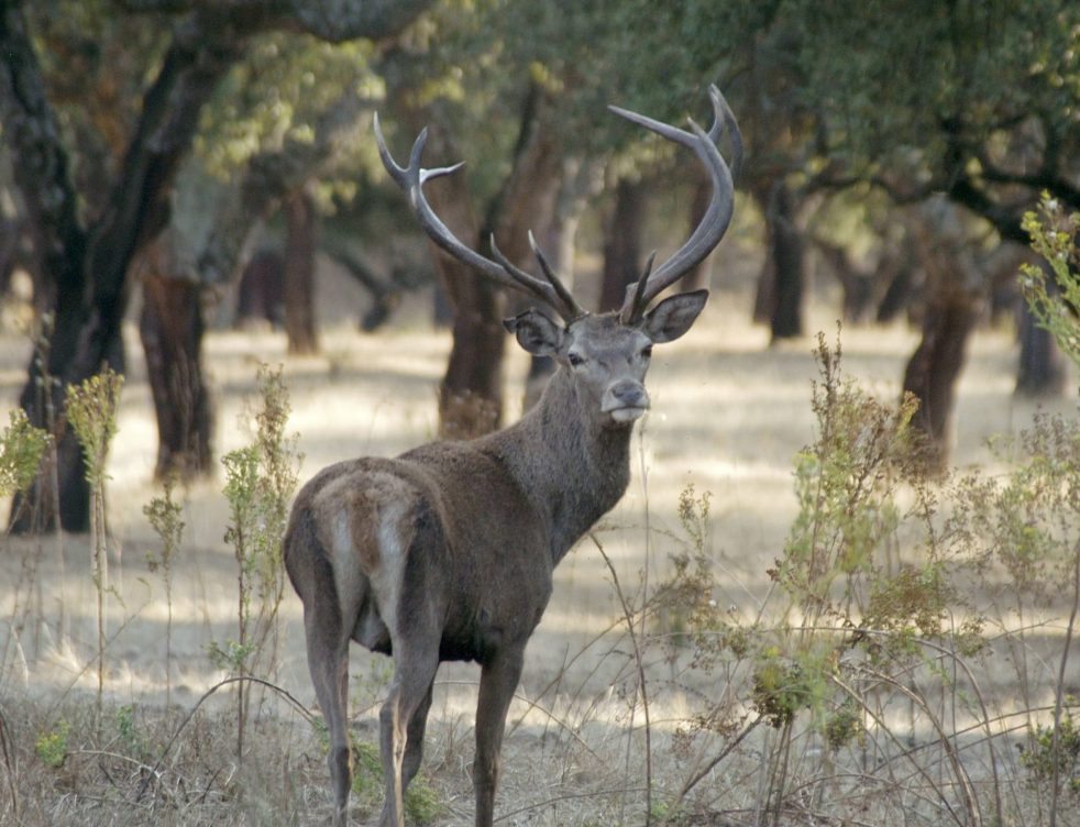 Un ciervo en el Parque Nacional de Monfragüe.
