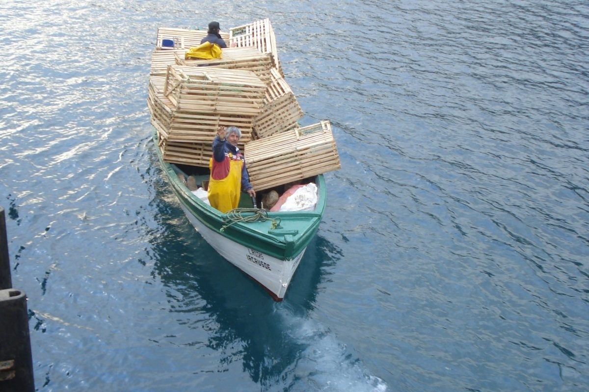 Las jaulas de madera son el mecanismo más sustentables que encontraron los pescadores. Foto: Universidad de Concepción