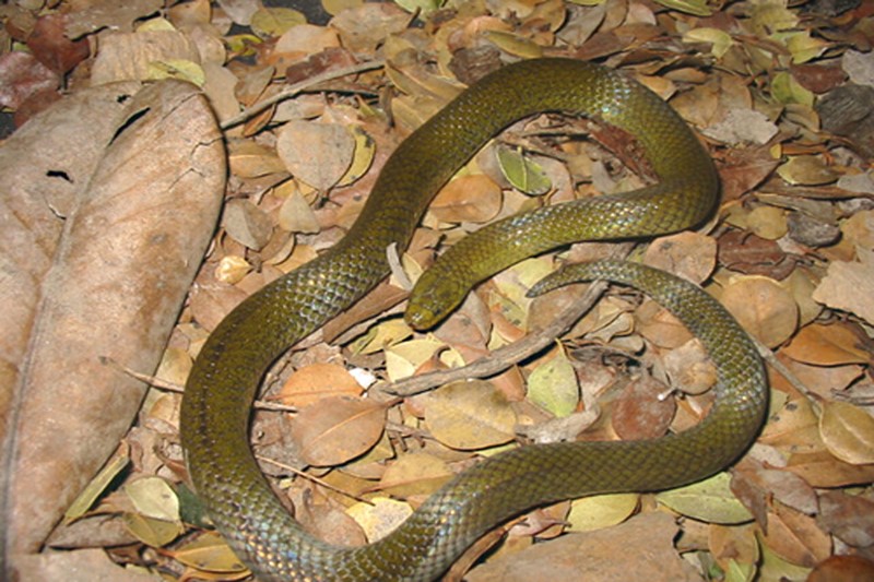 Culebra tierrera de Carrión (Atractus carrioni). Foto: ©Jorge H. Valencia - Bioweb.