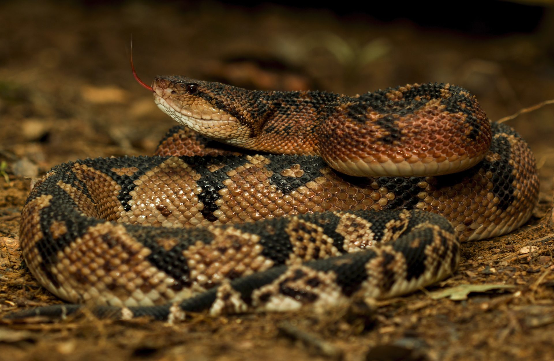La verrugosa o shushupe es la serpiente venenosa más grande de Sudamérica. Puede medir más de 3 metros. Foto: Germán Chávez