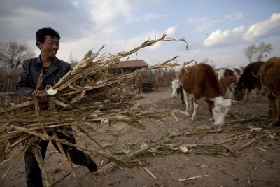 Mongolia (China) lucha hace décadas contra una severa desertificación