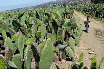 MÉXICO.-Cultivo de nopal. EFE/Mario Guzmán