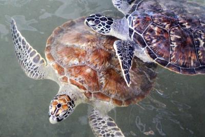 DENPASAR (INDONESIA).- Foto de archivo de dos tortugas marinas n en un centro de conservación en Serangan (Indonesia). EFE/Made Nagi