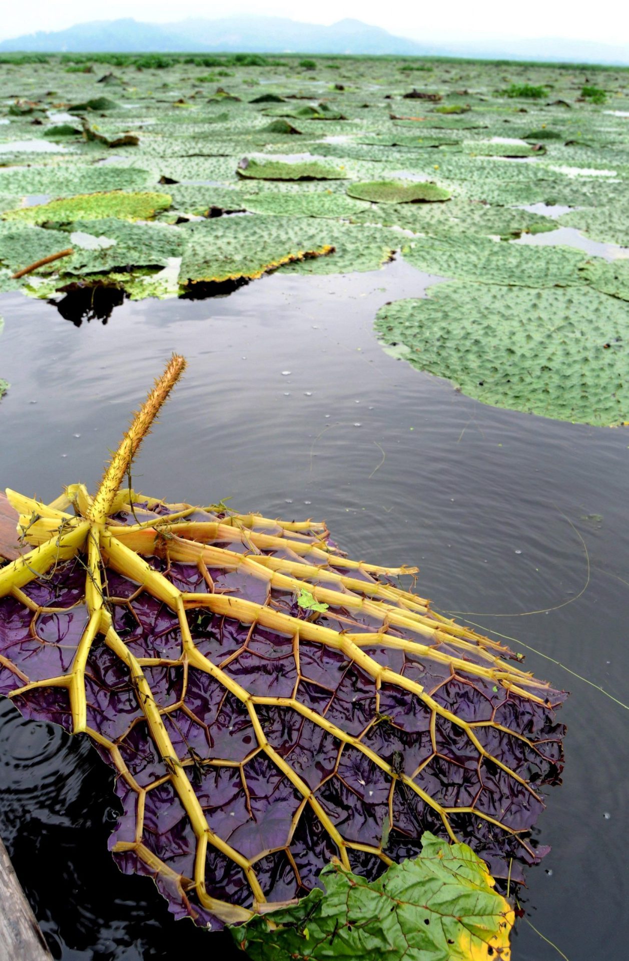 Un nenúfar gigante en el agua después de que se hayan recolectado sus semillas en Guwahaty, noreste de la India, hoy viernes 6 de junio. Las semillas hinchadas del nenúfar gigantes es un manjar en esta región y los lugareños las venden en los mercados de la zona tras destrozar las plantas. El nenúfar gigante sólo sobrevive en unos pocos humedales de la zona debido a la recolección de sus semillas. EFE