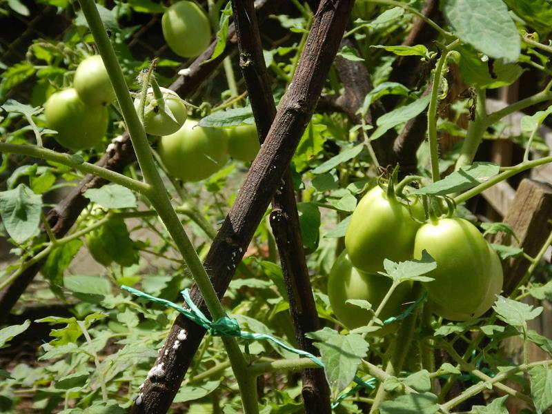 Se fomenta la alimentación en base a hortalizas como tomate, pipianes, pepinos y rábanos, que no son cultivos propios de esa zona, por la naturaleza ácida del suelo.