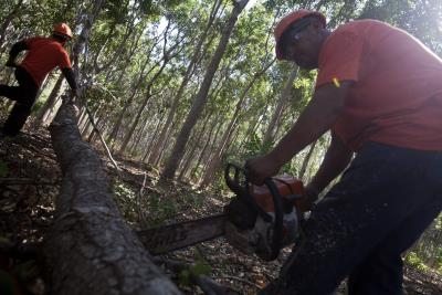 Trabajadores cortan árboles en una hacienda en Nagarote, 45 kilómetros al occidente de Managua (Nicaragua).