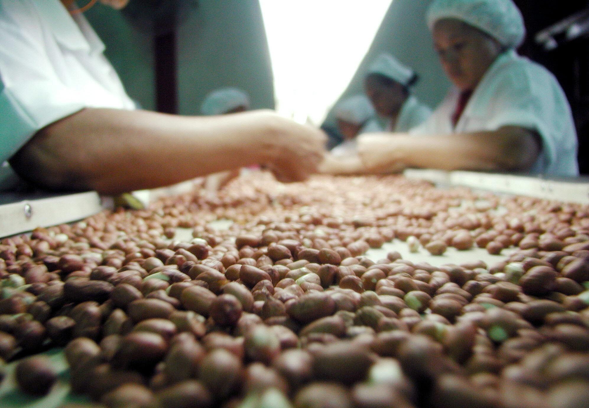 Tratamiento industrial de maní (cacahuetes) en Nicaragua.