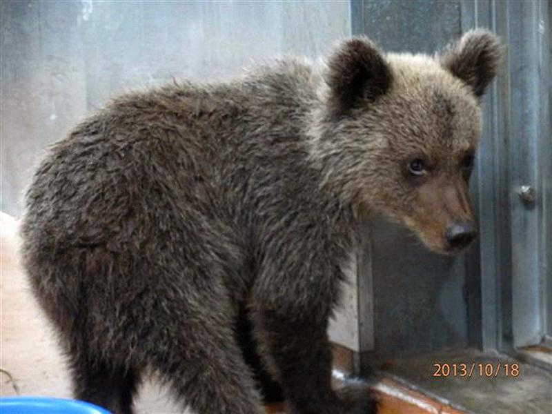 OVIEDO (ASTURIAS), 23/10/2013.- Fotografía facilitada por el Principado de Asturias de la osezna rescatada el pasado 19 de septiembre en Riomolín, en el concejo de Cangas del Narcea, que desde el pasado 1 de octubre se encuentra en el Centro de Recuperación de la Fauna de Sobrescobio, sometido a cuidados y vigilancia veterinarios. El animal ha doblado ya su peso y evoluciona favorablemente de las lesiones que presentaba en el momento de su localización, según han transmitido los veterinarios oficiales a la Dirección General de Recursos Naturales del Principado. EFE/