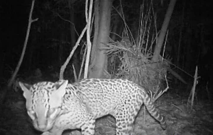Felinos en Latinoamérica