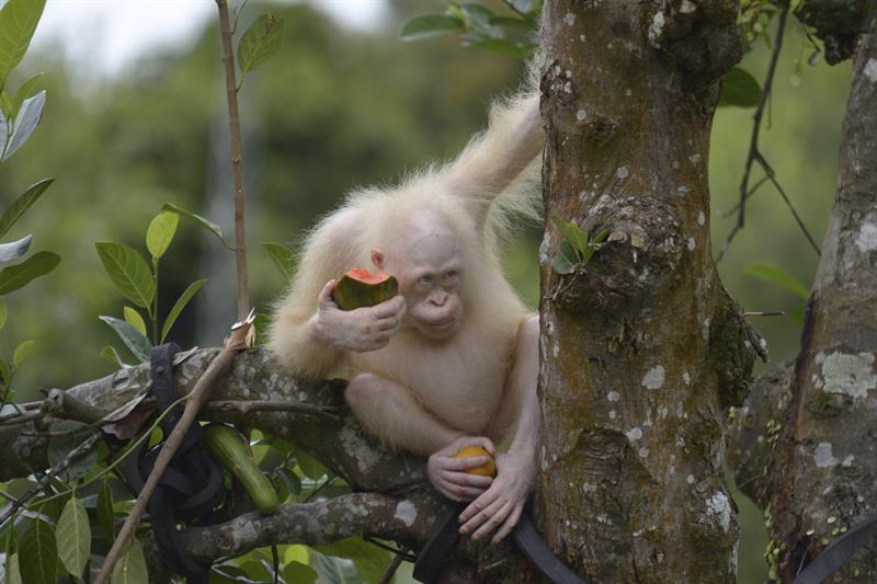 La orangután albina Alba come sobre la rama de un árbol en el Centro de Rehabilitación de Orangutanes de Nyaru Menteng en Kalimatan (Indonesia), hoy 20 de septiembre de 2017. Alba, que fue rescatada de una jaula en abril en Indonesia, vivirá en una zona de selva acotada y protegida de al menos cinco hectáreas, debido a los riesgos ligados a su condición, indicó hoy la Fundación para la Supervivencia del Orangután de Borneo (BOSF, en inglés). Se trata de el único orangután albino que se conoce en el mundo, según esta organización de conservación, y pertenece a una especie en peligro de extinción. EFE/Fundación BOSF FOTO CEDIDA/SOLO USO EDITORIAL/NO VENTAS