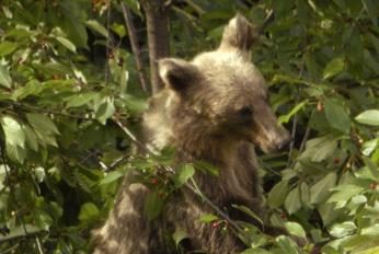 Asturias y León cuentan con más de 200 osos, mientras a Cantabria, Palencia y de León, unos 40.