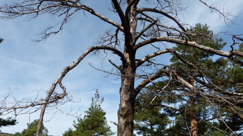 Guadarrama. Canencia. Red Natura 2000. Lifeinfonatur. Fotografía de @arturolarena para EFEverde, noticias ambientales.