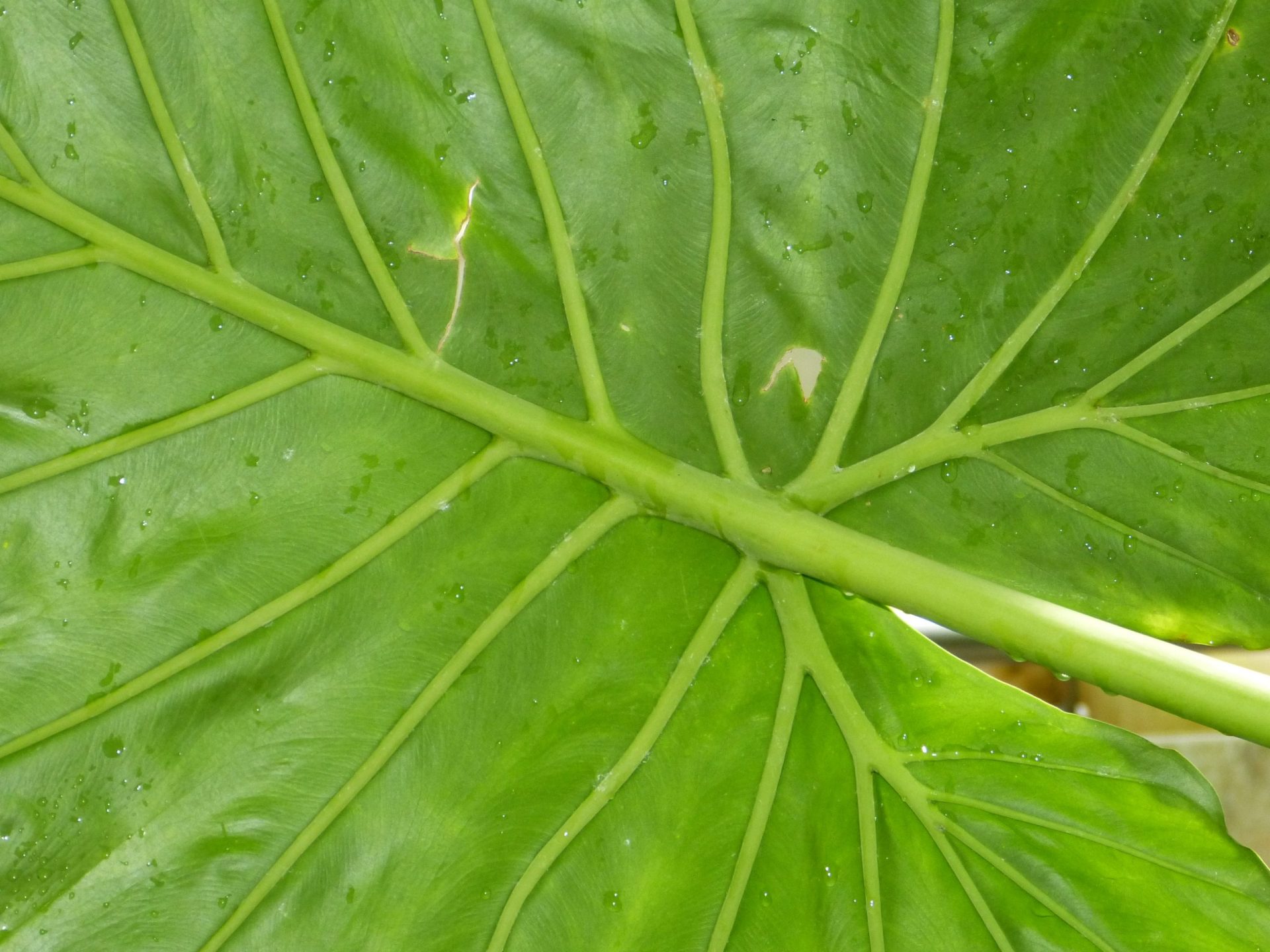 Archivo EFEverde. Foto: Arturo Larena