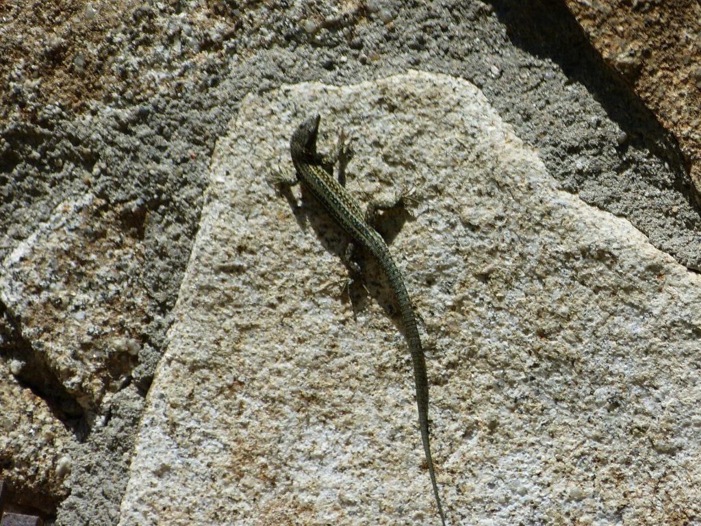Archivo EFEverde. Foto: Arturo Larena