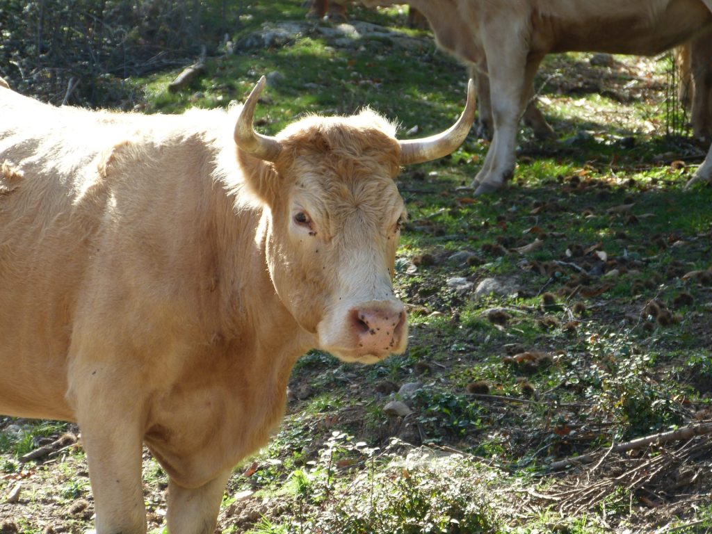 #Ganadería en #RedNatura2000. Foto: Arturo Larena para Life Infonatur 2000 de EFeverde la Agencia EFE y Gobex