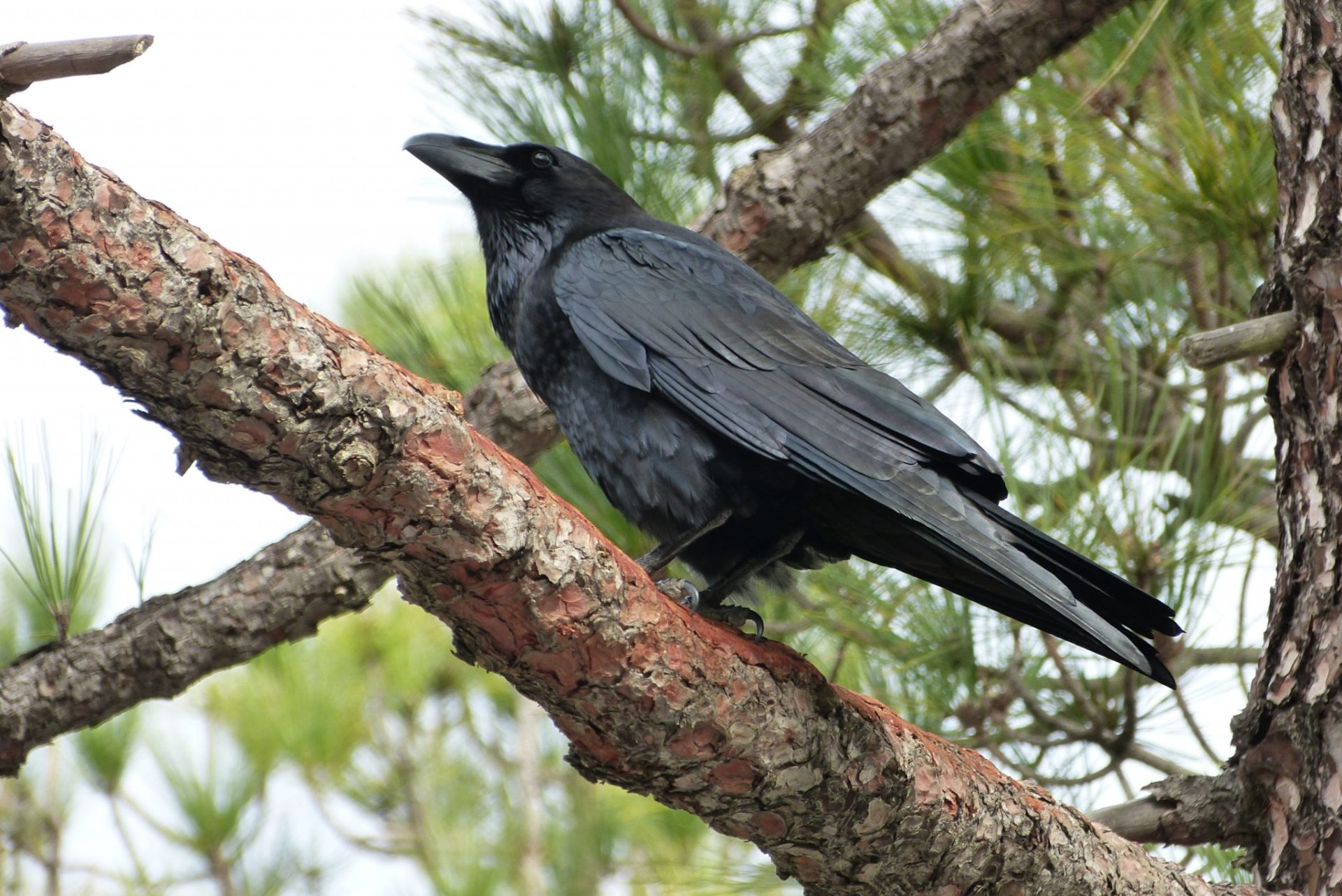 Cuervo. Avifauna en la Caldera de Taburiente. Foto: Arturo Larena para EFEverde.com