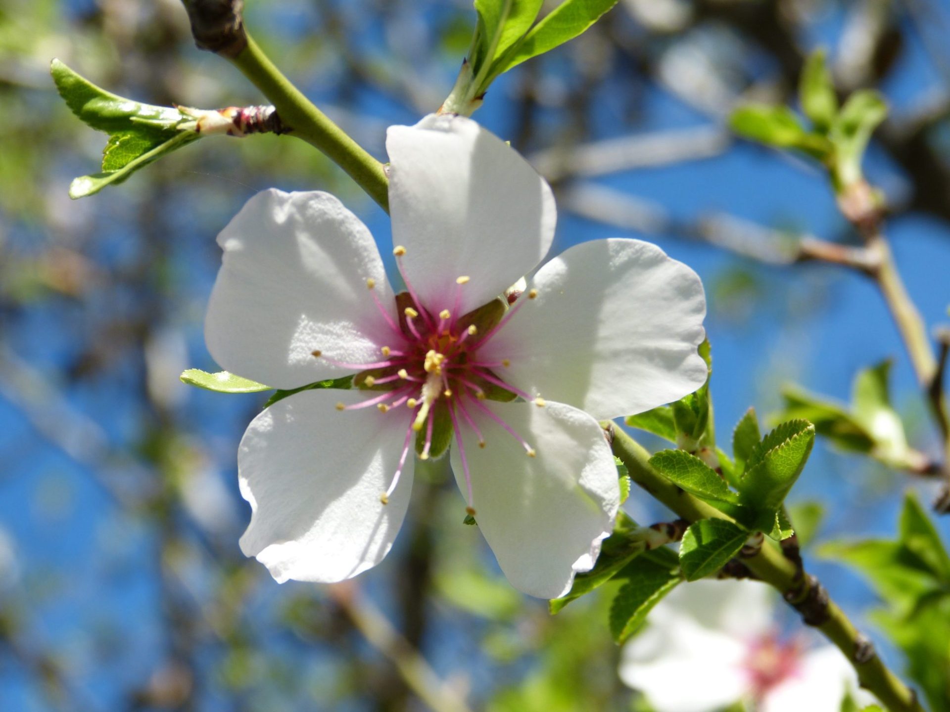 Almendro. Fotografía de @arturolarena para EFEverde