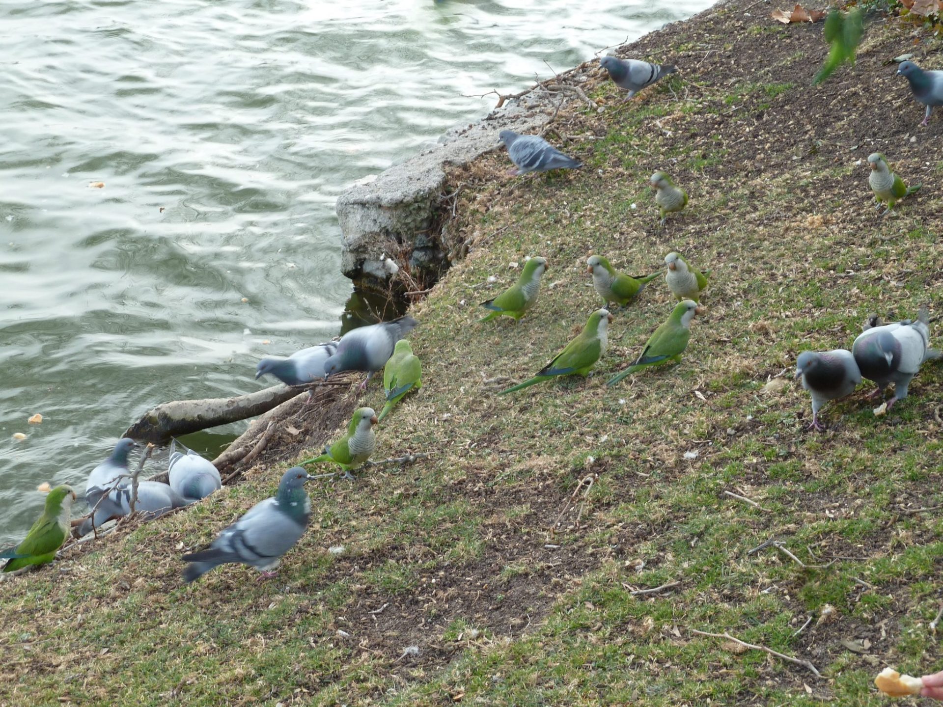 Cotorras en la casa de campo. Especies invasoras. Fotografía de @arturolarena para EFEverde