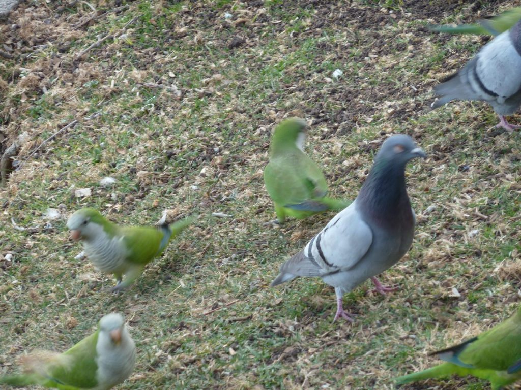 Cotorras en la casa de campo. Especies invasoras.Fotografía de @arturolarena para EFEverde