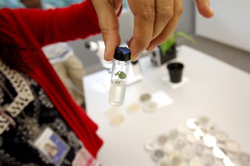 Científicos recrean la vida en domos para estudiar el cambio climático en Panamá.EFE/Alejandro Bolívar