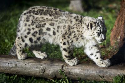 Animales .- Foto de archivo de una pantera. EPA/JEAN-CHRISTOPHE BOTT