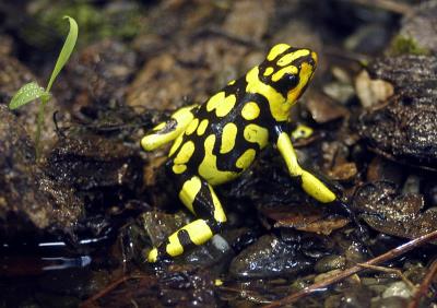 Colombia.-Foto archivo rana venenosa. EFE/Carlos Ortega