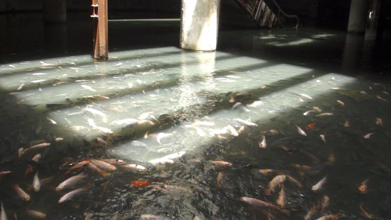 BANGKOK (TAILANDIA), 29/09/2013.- Miles de peces de colores viven en un estanque formado con agua de lluvia dentro de un centro comercial abandonado, de 5 plantas, bautizado con el nombre New World, en la intersección de la calle Bang Lamphu, en Bangkok. EFE/Noel Caballero